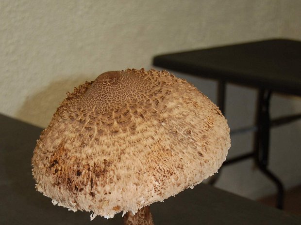 10 Beaujolais du 21 novembre 2019.zip